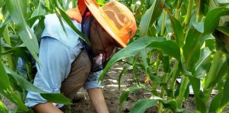 Como becario empezó a investigar sobre maíz en la UNNE y ahora sobresale en Estados Unidos