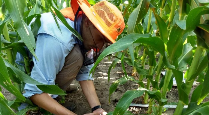 Como becario empezó a investigar sobre maíz en la UNNE y ahora sobresale en Estados Unidos