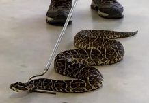 Destacan potencial de venenos y toxinas de serpientes del NEA para aplicaciones farmacológicas