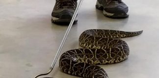 Destacan potencial de venenos y toxinas de serpientes del NEA para aplicaciones farmacológicas