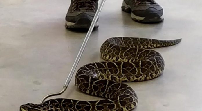 Destacan potencial de venenos y toxinas de serpientes del NEA para aplicaciones farmacológicas