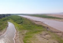 Rio Paraná Bajante: los peces en extrema vulnerabilidad, con tres años sin desoves, estrés y déficit de alimentos