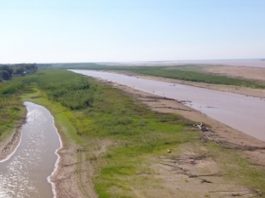 Bajante: los peces en extrema vulnerabilidad, con tres años sin desoves, estrés y déficit de alimentos