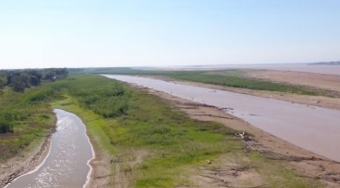 Rio Paraná Bajante: los peces en extrema vulnerabilidad, con tres años sin desoves, estrés y déficit de alimentos