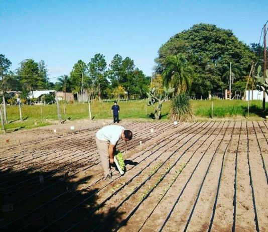 Compost, una forma de recuperar suelos degradados y aprovechar residuos orgánicos El compost es una enmienda orgánica utilizada para mejorar las propiedades de los suelos por la incorporación de materia orgánica, nutrientes y actividad biológica.