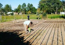 PRODUCCION SUSTENTABLE Compost, una forma de recuperar suelos degradados y aprovechar residuos orgánicos El compost es una enmienda orgánica utilizada para mejorar las propiedades de los suelos por la incorporación de materia orgánica, nutrientes y actividad biológica.