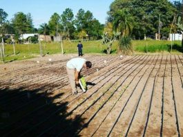 Compost, una forma de recuperar suelos degradados y aprovechar residuos orgánicos El compost es una enmienda orgánica utilizada para mejorar las propiedades de los suelos por la incorporación de materia orgánica, nutrientes y actividad biológica.