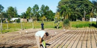 PRODUCCION SUSTENTABLE Compost, una forma de recuperar suelos degradados y aprovechar residuos orgánicos El compost es una enmienda orgánica utilizada para mejorar las propiedades de los suelos por la incorporación de materia orgánica, nutrientes y actividad biológica.