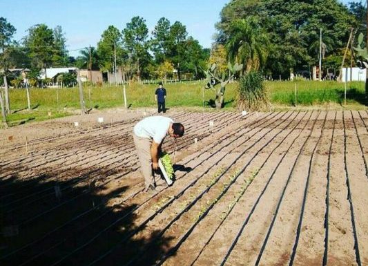 PRODUCCION SUSTENTABLE Compost, una forma de recuperar suelos degradados y aprovechar residuos orgánicos El compost es una enmienda orgánica utilizada para mejorar las propiedades de los suelos por la incorporación de materia orgánica, nutrientes y actividad biológica.