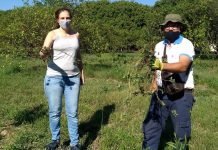 "ALFALFA TROPICAL" “Arachis pintoi”: el maní forrajero que se busca promover entre productores familiares El maní forrajero es una alternativa para mejorar suelos productivos