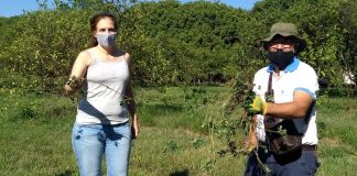 "ALFALFA TROPICAL" “Arachis pintoi”: el maní forrajero que se busca promover entre productores familiares El maní forrajero es una alternativa para mejorar suelos productivos