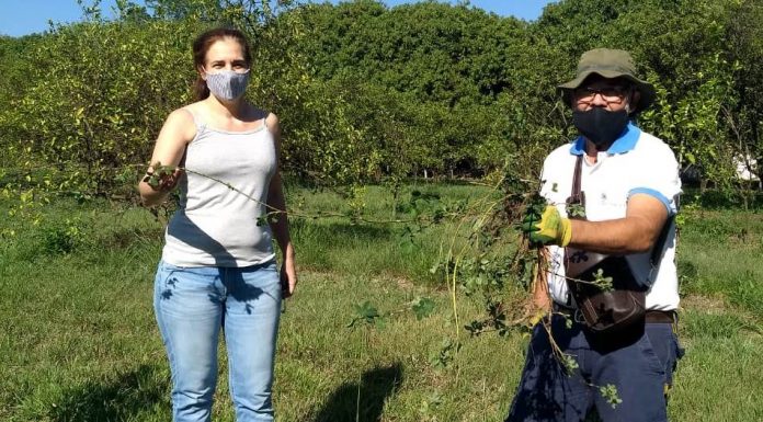"ALFALFA TROPICAL" “Arachis pintoi”: el maní forrajero que se busca promover entre productores familiares El maní forrajero es una alternativa para mejorar suelos productivos
