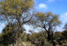 PRODUCCION Y CUIDADO DEL AMBIENTE “Más que modificar la Ley de Bosques Nativos el desafío es mejorar su reglamentación y cumplirla” expresa especialista de la UNNE En el Congreso se busca avanzar con la modificación de la Ley Nacional de Bosques Nativos