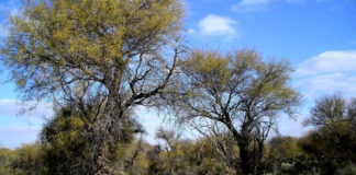 PRODUCCION Y CUIDADO DEL AMBIENTE “Más que modificar la Ley de Bosques Nativos el desafío es mejorar su reglamentación y cumplirla” expresa especialista de la UNNE En el Congreso se busca avanzar con la modificación de la Ley Nacional de Bosques Nativos