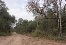 SIMPOSIO NEO/NEA CIENCIA Simposio NEO NEA Ciencia: conservacionista reconocida a nivel internacional abogó por la participación social para conservar la biodiversidad del Chaco Seco