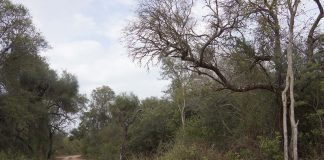 SIMPOSIO NEO/NEA CIENCIA Simposio NEO NEA Ciencia: conservacionista reconocida a nivel internacional abogó por la participación social para conservar la biodiversidad del Chaco Seco