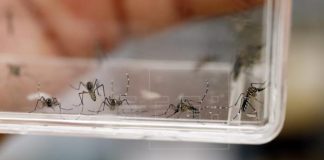 Claudia Campias Dengue: «este año no se espera un brote»