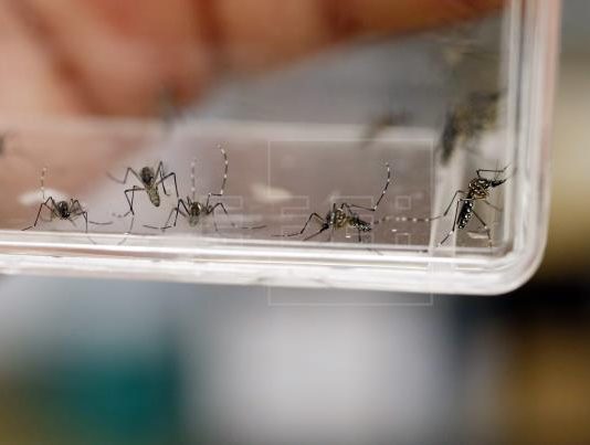 Dengue: «este año no se espera un brote»