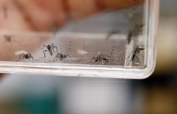 Claudia Campias Dengue: «este año no se espera un brote»