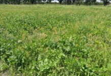 CENTRO DE MALEZAS DE LA UNNE Estudian una de las malezas más problemáticas a nivel mundial que afecta cultivos en el NEA Cyperus esculentus L. es reconocida a nivel mundial como una amenaza por su impacto como invasora.