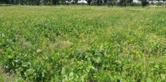 CENTRO DE MALEZAS DE LA UNNE Estudian una de las malezas más problemáticas a nivel mundial que afecta cultivos en el NEA Cyperus esculentus L. es reconocida a nivel mundial como una amenaza por su impacto como invasora.