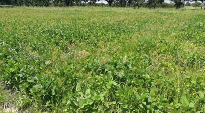 CENTRO DE MALEZAS DE LA UNNE Estudian una de las malezas más problemáticas a nivel mundial que afecta cultivos en el NEA Cyperus esculentus L. es reconocida a nivel mundial como una amenaza por su impacto como invasora.