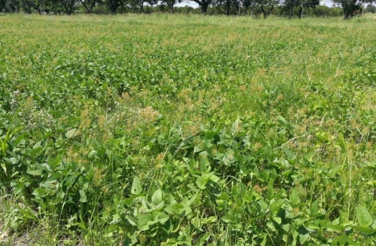 Estudian una de las malezas más problemáticas a nivel mundial que afecta cultivos en el NEA Cyperus esculentus L. es reconocida a nivel mundial como una amenaza por su impacto como invasora.
