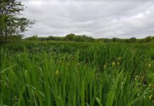 PROYECTO INTERINSTITUCIONAL Publican el primer mapa de distribución de la maleza invasora Lirio Amarillo para la Argentina Lirio Amarillo en Argentina