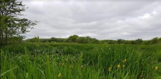 PROYECTO INTERINSTITUCIONAL Publican el primer mapa de distribución de la maleza invasora Lirio Amarillo para la Argentina Lirio Amarillo en Argentina