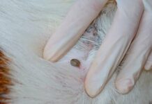 PROYECTO INTERDISCIPLINARIO Estudian la incidencia en caninos de enfermedades hemotrópicas transmitidas por garrapatas Estudio de enfermedades transmitida por garrapatas