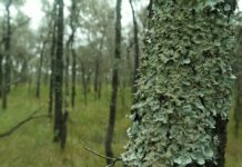 Proyectos PICTO-UNNE El Impenetrable: evaluarán el impacto ambiental del Manejo de Bosques con Ganadería Integrada Estudian en El Impenetrable el impacto ambiental del manejo de bosques con ganadería integrada