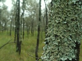 El Impenetrable: evaluarán el impacto ambiental del Manejo de Bosques con Ganadería Integrada Estudian en El Impenetrable el impacto ambiental del manejo de bosques con ganadería integrada