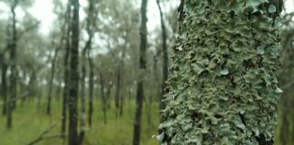 Proyectos PICTO-UNNE El Impenetrable: evaluarán el impacto ambiental del Manejo de Bosques con Ganadería Integrada Estudian en El Impenetrable el impacto ambiental del manejo de bosques con ganadería integrada