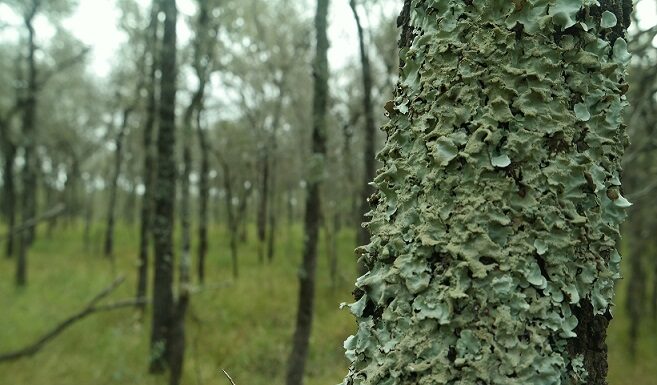 Proyectos PICTO-UNNE El Impenetrable: evaluarán el impacto ambiental del Manejo de Bosques con Ganadería Integrada Estudian en El Impenetrable el impacto ambiental del manejo de bosques con ganadería integrada