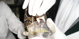 Identifican el rol de una enzima del veneno de serpientes de inhibir la agregación plaquetaria Estudio del veneno en Yarará Grande