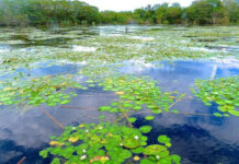 Describen cómo influyó en la diversidad del Iberá la desconexión con el río Paraná hace 10 mil años Iberá, el Gran Humedal de Sudamérica.