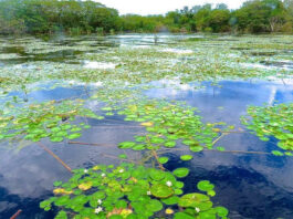 Describen cómo influyó en la diversidad del Iberá la desconexión con el río Paraná hace 10 mil años Iberá, el Gran Humedal de Sudamérica.
