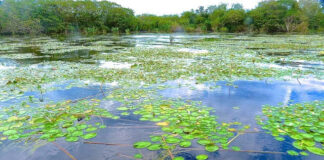 Describen cómo influyó en la diversidad del Iberá la desconexión con el río Paraná hace 10 mil años Iberá, el Gran Humedal de Sudamérica.