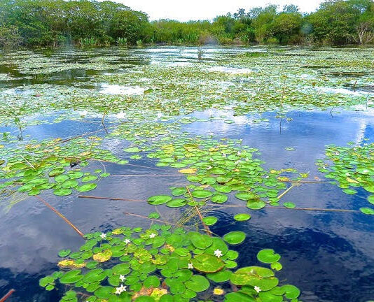 Describen cómo influyó en la diversidad del Iberá la desconexión con el río Paraná hace 10 mil años Iberá, el Gran Humedal de Sudamérica.