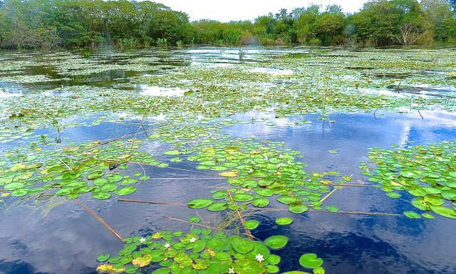Describen cómo influyó en la diversidad del Iberá la desconexión con el río Paraná hace 10 mil años Iberá, el Gran Humedal de Sudamérica.
