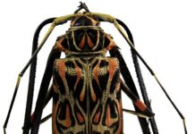 Proyectos PICTO-UNNE El Impenetrable: estudiarán comunidades de insectos y cómo influye en su diversidad la actividad productiva