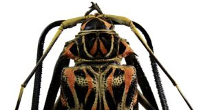 Proyectos PICTO-UNNE El Impenetrable: estudiarán comunidades de insectos y cómo influye en su diversidad la actividad productiva