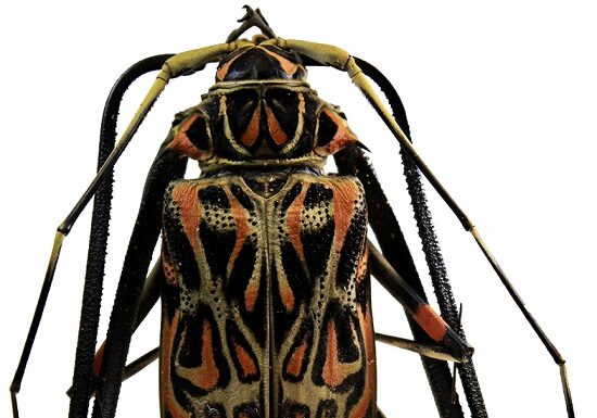 Proyectos PICTO-UNNE El Impenetrable: estudiarán comunidades de insectos y cómo influye en su diversidad la actividad productiva