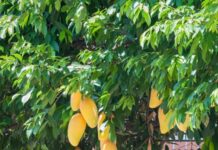 Proyectos PICT Con ayuda de la ciencia desarrollarán productos con frutos silvestres de la región Elaborarán productos con frutos regionales