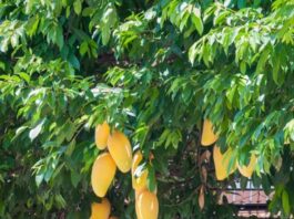 Con ayuda de la ciencia desarrollarán productos con frutos silvestres de la región Elaborarán productos con frutos regionales