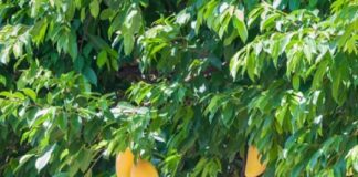 Proyectos PICT Con ayuda de la ciencia desarrollarán productos con frutos silvestres de la región Elaborarán productos con frutos regionales