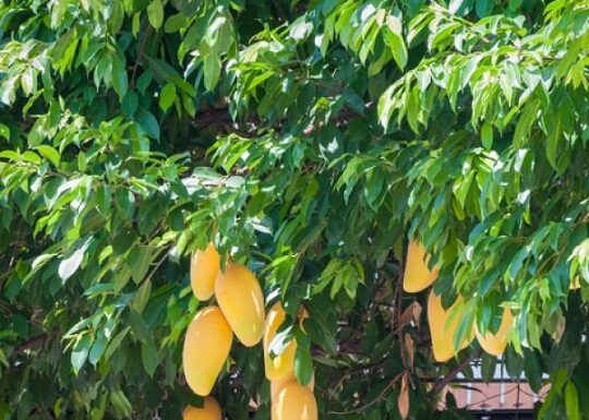 Proyectos PICT Con ayuda de la ciencia desarrollarán productos con frutos silvestres de la región Elaborarán productos con frutos regionales