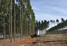 MAESTRIA EN DERECHO EMPRESARIO Estudian condiciones para la implementación de “empresas tipo B” en la industria forestal de Corrientes Empresas Tipo B en Corrientes