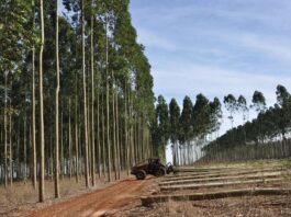 Estudian condiciones para la implementación de “empresas tipo B” en la industria forestal de Corrientes Empresas Tipo B en Corrientes