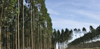 MAESTRIA EN DERECHO EMPRESARIO Estudian condiciones para la implementación de “empresas tipo B” en la industria forestal de Corrientes Empresas Tipo B en Corrientes